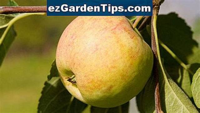 Comment Savoir Si Une Pomme Est Mure?