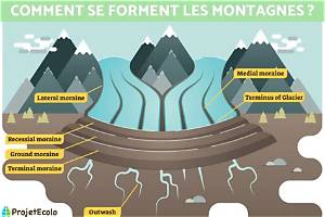 Comment Se Forme Une Pomme?