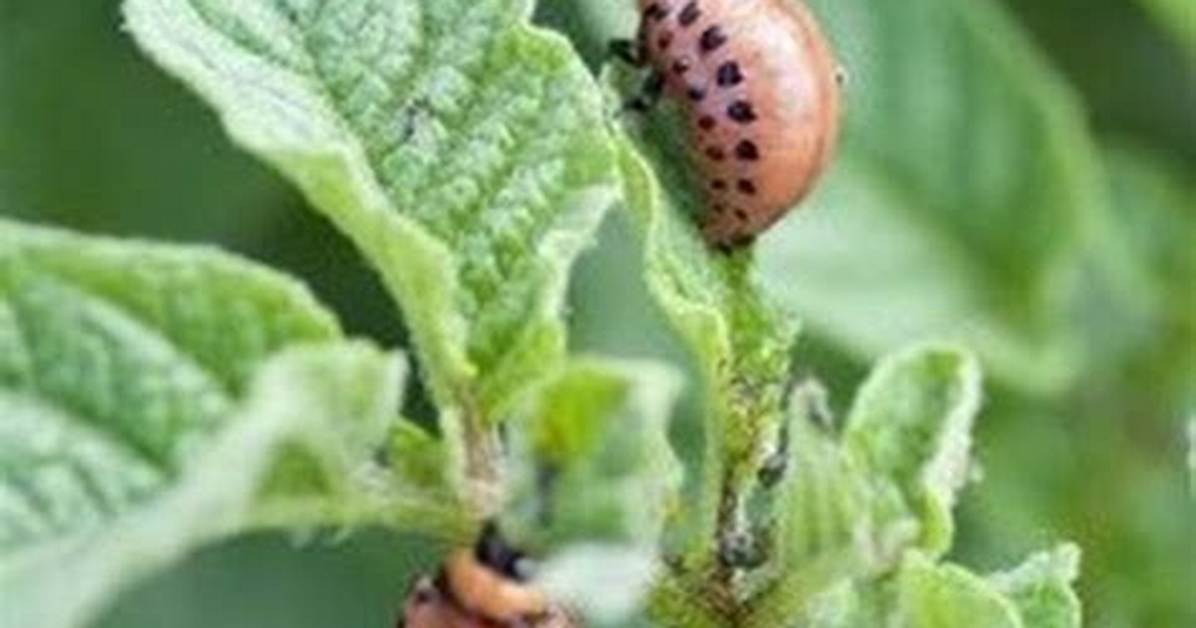 Comment Traiter Le Taupin De La Pomme De Terre?
