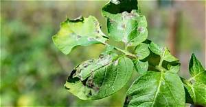 Comment Traiter Mildiou Pomme De Terre?