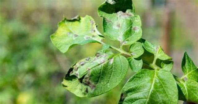 Comment Traiter Mildiou Pomme De Terre?