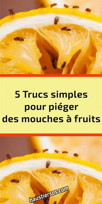 Comment Tuer Les Mouches a Fruits?