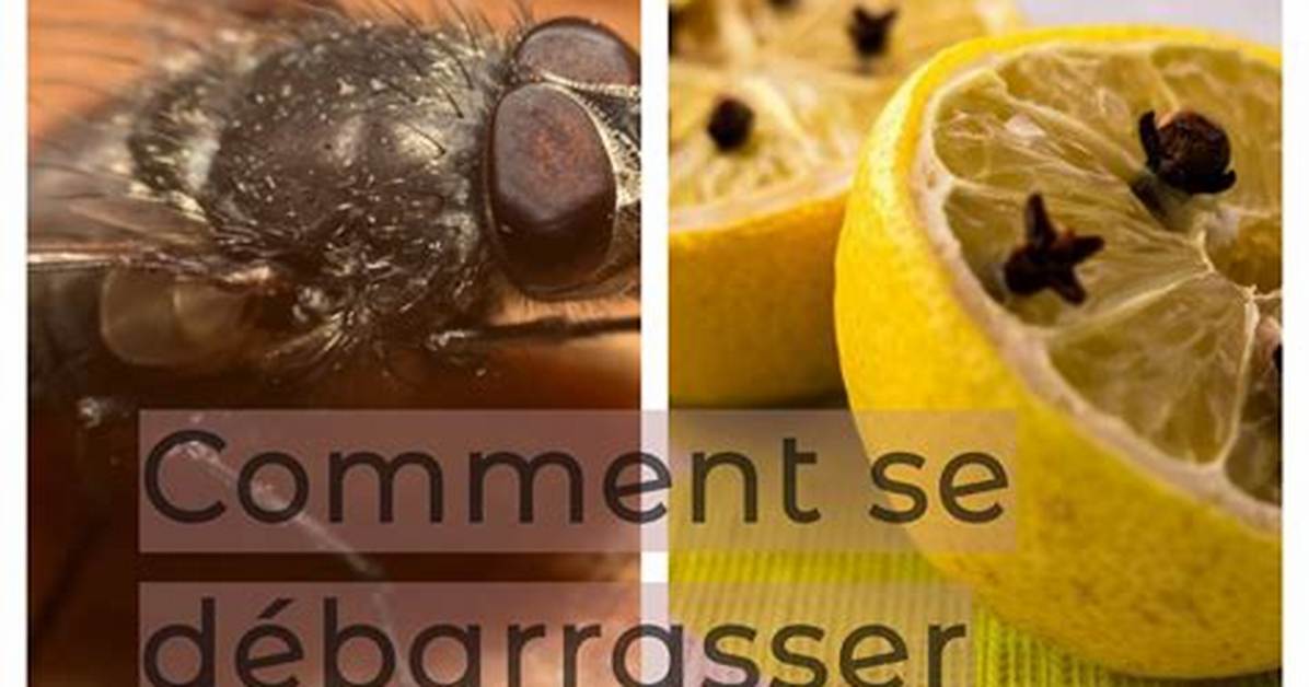 Comment Tuer Les Mouches De Fruits?