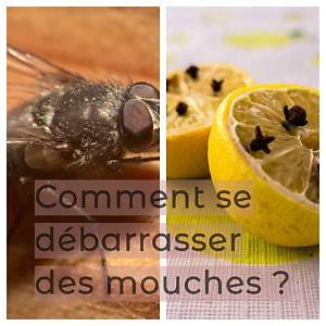 Comment Tuer Les Mouches De Fruits?