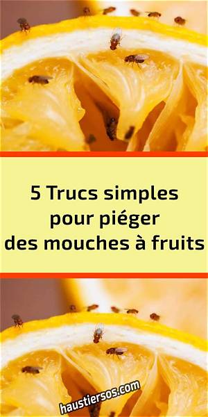 Comment Tuer Les Petites Mouches a Fruits?