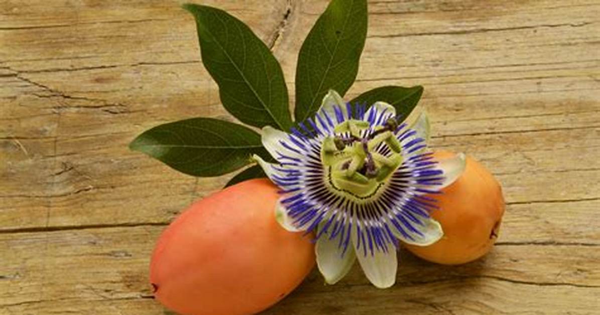 Comment Utiliser Les Fruits De La Passiflore?
