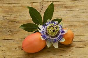 Comment Utiliser Les Fruits De La Passiflore?