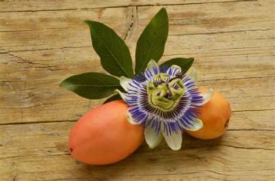 Comment Utiliser Les Fruits De La Passiflore?