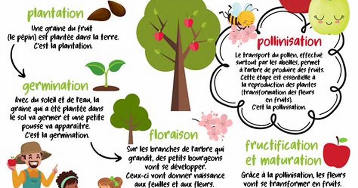 D Ou Vient La Pomme?