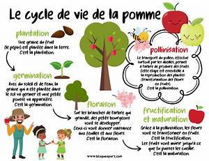 D Ou Vient La Pomme?