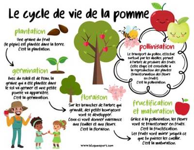 D Ou Vient La Pomme?