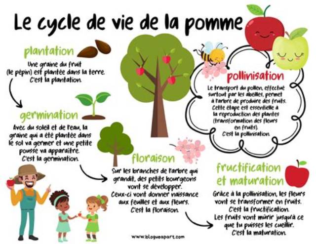 D Ou Vient La Pomme?
