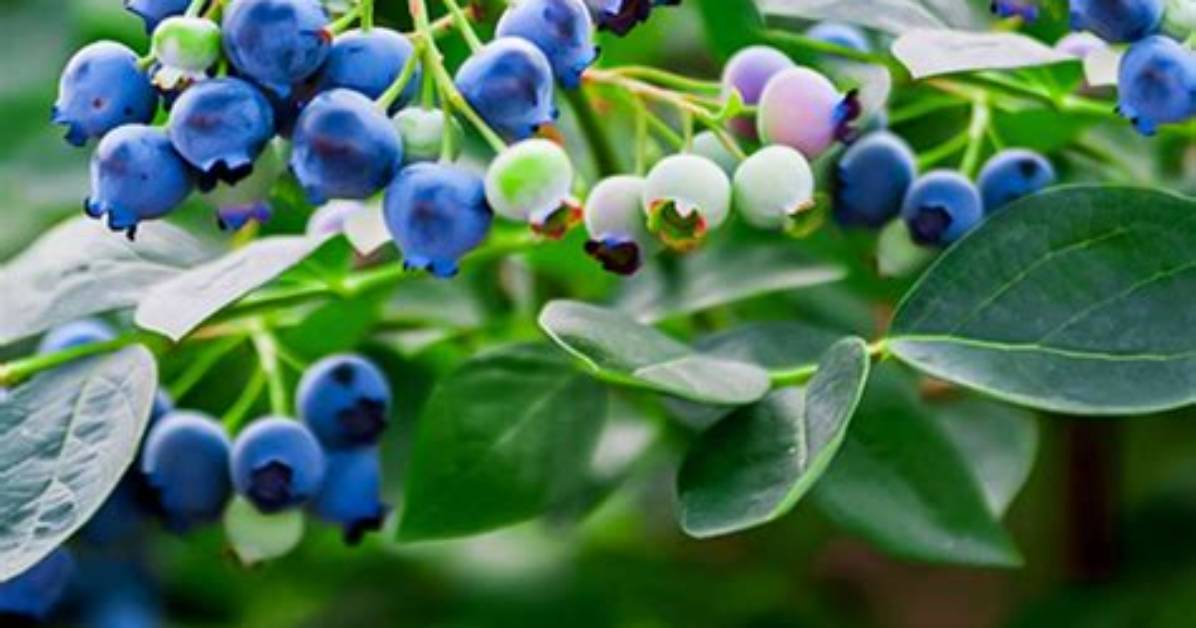 Do Blueberries Vine?