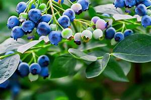 Do Blueberries Vine?