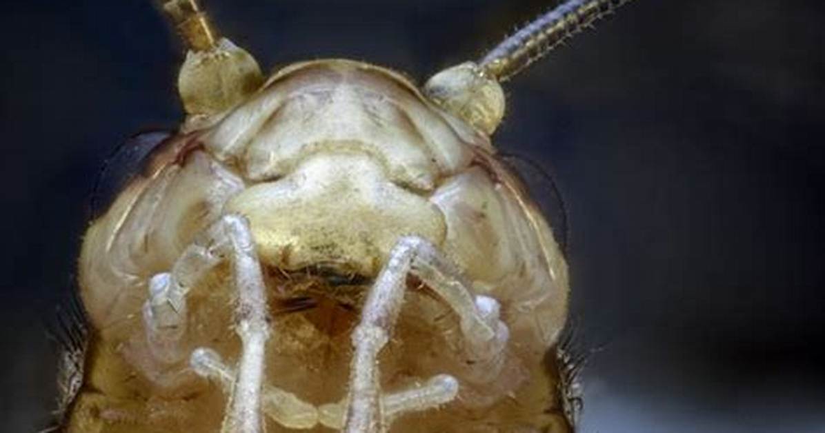 Do Crickets Have Teeth in Their Mouth?