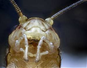 Do Crickets Have Teeth in Their Mouth?
