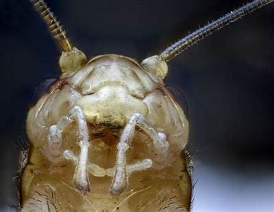 Do Crickets Have Teeth in Their Mouth?