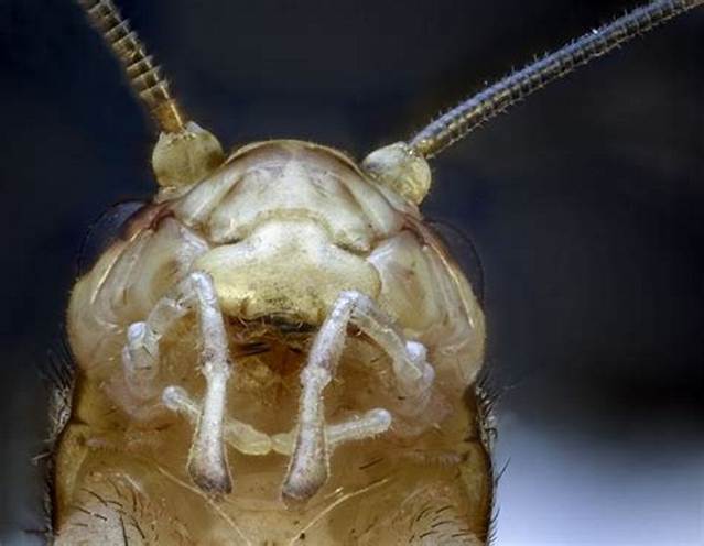 Do Crickets Have Teeth in Their Mouth?