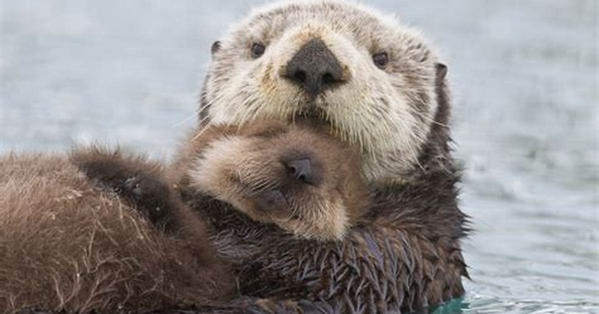 Do Otters Give Birth in the Water?