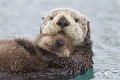 Do Otters Give Birth in the Water?