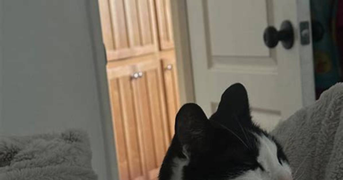 #Dxclusive: Mylo the Cat Talks Popular Instagram Hip Hop Dubbing Channel