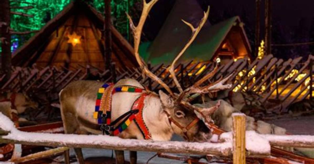 Eight Christmas Events with Live Reindeer Are Cancelled After Abuse Footage