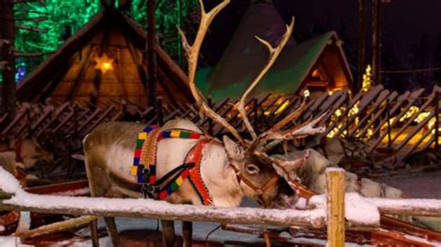 Eight Christmas Events with Live Reindeer Are Cancelled After Abuse Footage