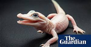 Exceptionally Rare White Alligator Born at Florida Park | Florida