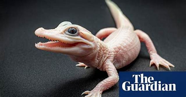 Exceptionally Rare White Alligator Born at Florida Park | Florida