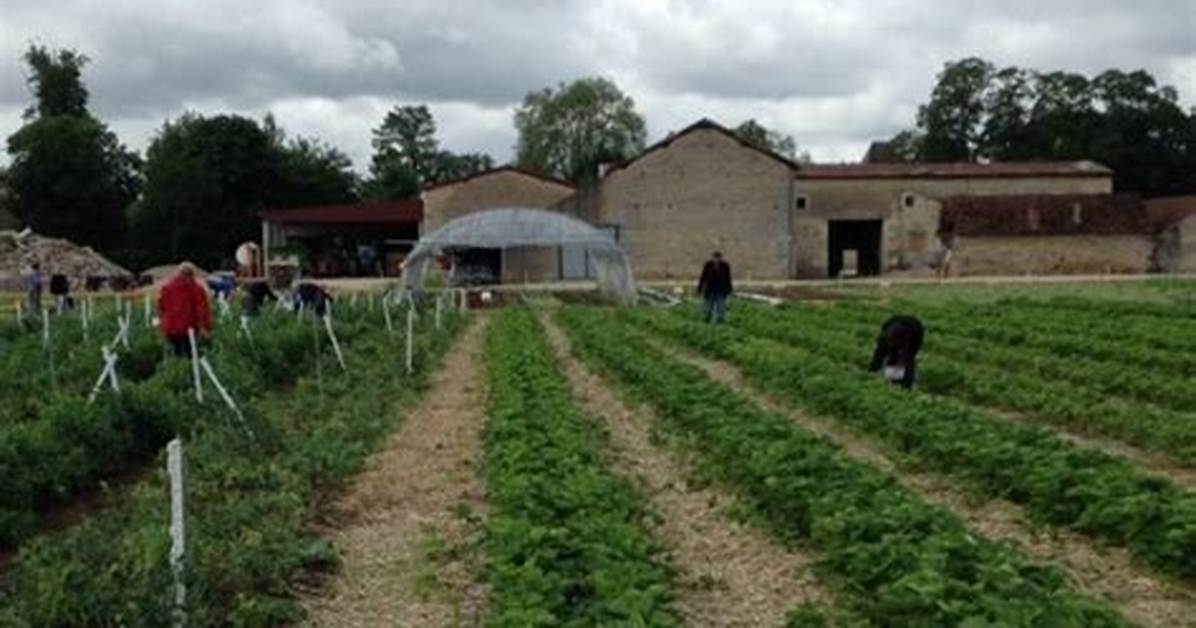 Ferme Du Chateau Chevigny Quels Fruits Ou Légumes?