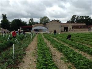 Ferme Du Chateau Chevigny Quels Fruits Ou Légumes?