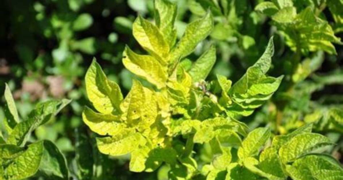 Feuille De Pomme De Terre Qui Jaunissent?