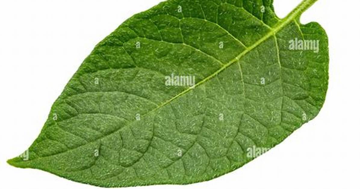 Feuille De Pomme De Terre Qui S’enroule?