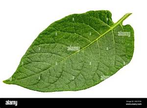 Feuille De Pomme De Terre Qui S’enroule?