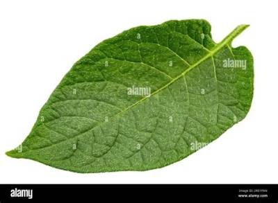 Feuille De Pomme De Terre Qui S’enroule?