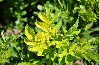 Feuilles De Pomme De Terre Qui Jaunissent?