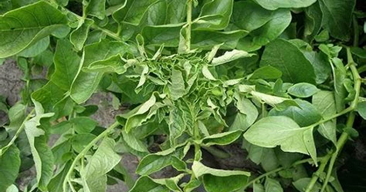 Feuilles De Pomme De Terre Qui Noircissent?