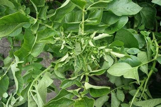 Feuilles De Pomme De Terre Qui Noircissent?