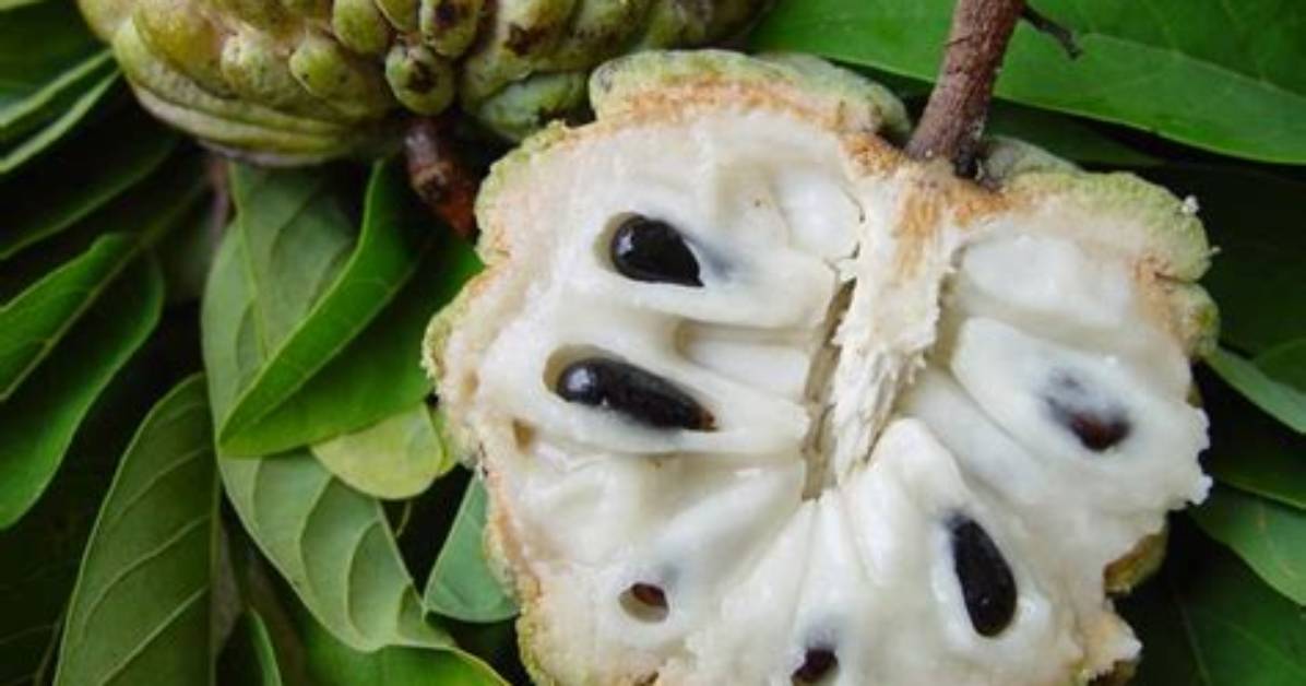 Fruit Pomme Cannelle Comment Manger?