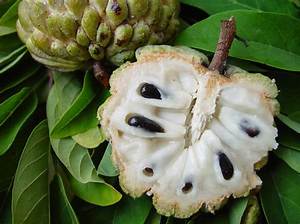 Fruit Pomme Cannelle Comment Manger?