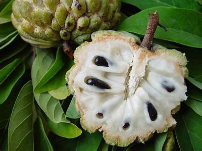 Fruit Pomme Cannelle Comment Manger?