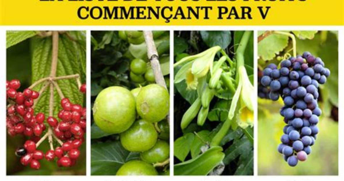 Fruits Ou Legumes Commencant Par v?