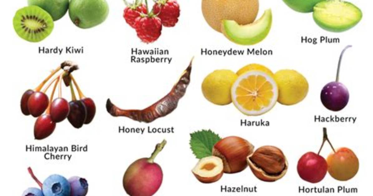 Fruits Qui Commence Par H?