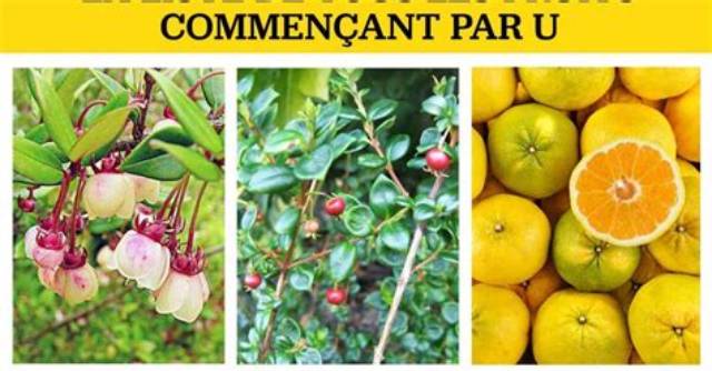 Fruits Qui Commence Par U?