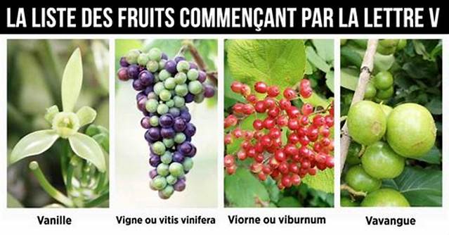 Fruits Qui Commence Par v?