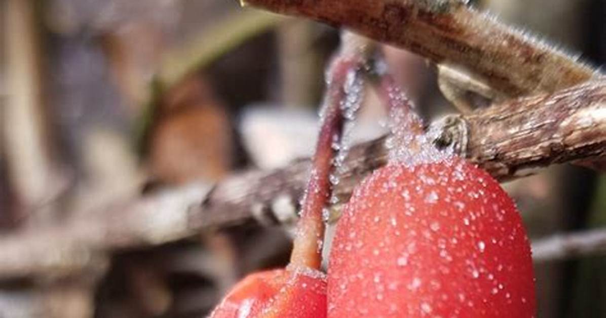 Fruits Qui Se Mangent Blets?