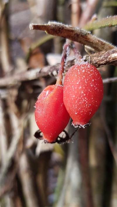 Fruits Qui Se Mangent Blets?