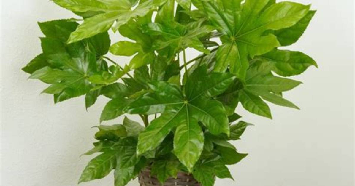 Houseplant of the Week: False Castor Oil Plant
