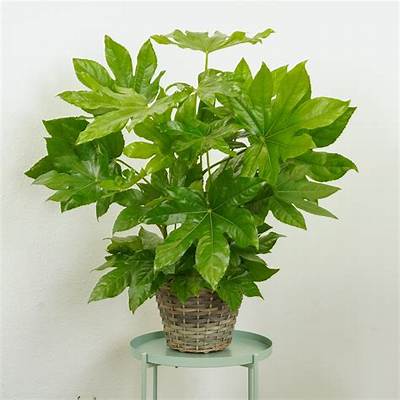 Houseplant of the Week: False Castor Oil Plant