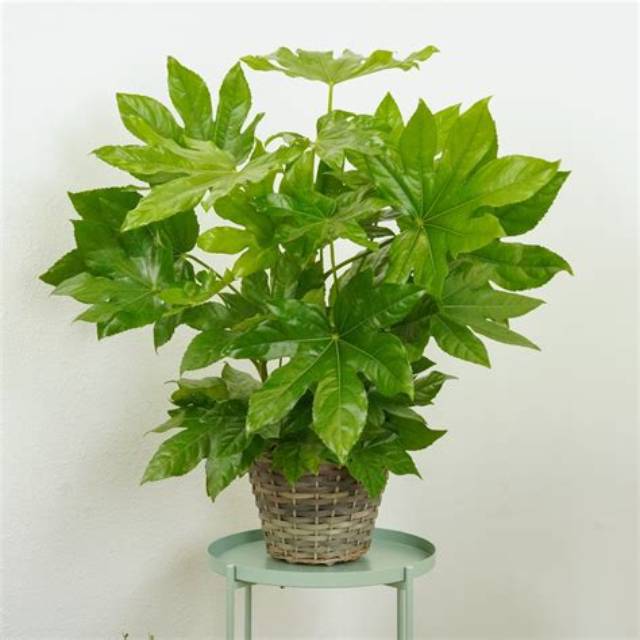Houseplant of the Week: False Castor Oil Plant